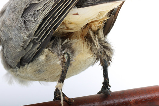 Black-faced Cuckoo-shrike standing on a wooden mount looking right