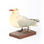 Silver Gull standing on a wooden mount facing forward. 