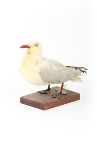 Silver Gull standing on a wooden mount facing forward. 