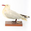 Silver Gull standing on a wooden mount. 