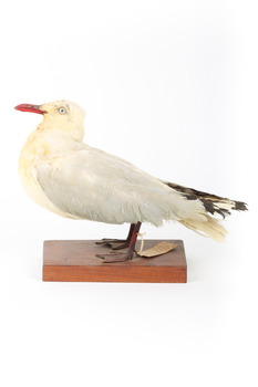 Silver Gull standing on a wooden mount. 
