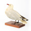 Silver Gull standing on a wooden mount facing backwards. 