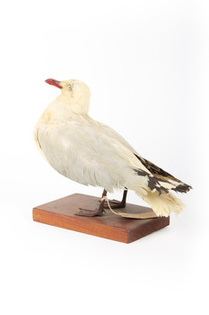 Silver Gull standing on a wooden mount facing backwards. 