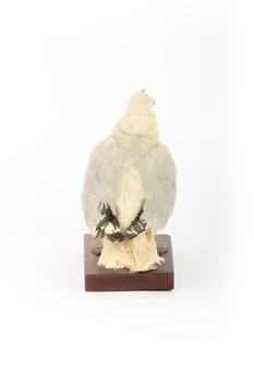 Silver Gull standing on a wooden mount facing backwards. 