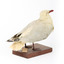 Silver Gull standing on a wooden mount facing backwards. 