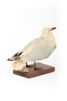 Silver Gull standing on a wooden mount facing backwards. 