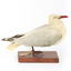 Silver Gull standing on a wooden mount. 