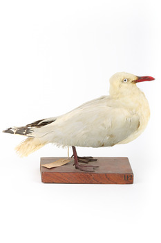 Silver Gull standing on a wooden mount. 