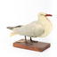 Silver Gull standing on a wooden mount facing forward. 