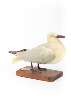 Silver Gull standing on a wooden mount facing forward. 