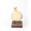 Silver Gull standing on a wooden mount facing forward. 