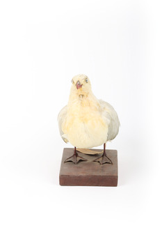 Silver Gull standing on a wooden mount facing forward. 