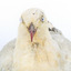 Silver Gull standing on a wooden mount facing forward, close-up of the face. 