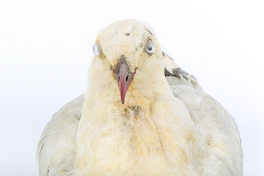 Silver Gull standing on a wooden mount facing forward, close-up of the face. 
