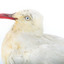 Silver Gull standing on a wooden mount. 