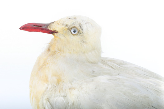 Silver Gull standing on a wooden mount. 