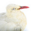 Silver Gull standing on a wooden mount. 