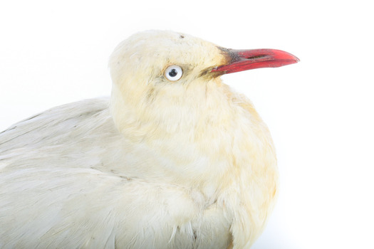 Silver Gull standing on a wooden mount. 