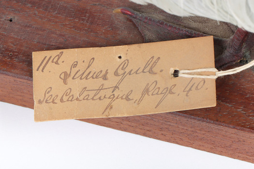 Image of swing-tag, see transcription. 