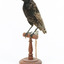 Common Starling standing on a wooden mount facing forward. 