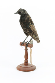 Common Starling standing on a wooden mount facing forward. 