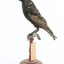 Common Starling standing on a wooden mount. 