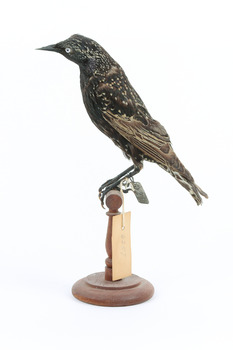 Common Starling standing on a wooden mount. 