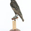 Common Starling standing on a wooden mount facing backwards. 