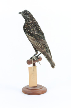 Common Starling standing on a wooden mount facing backwards. 