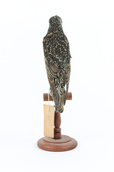 Common Starling standing on a wooden mount facing backwards. 
