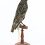 Common Starling standing on a wooden mount facing backwards. 