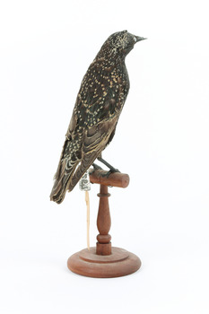 Common Starling standing on a wooden mount facing backwards. 