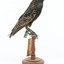 Common Starling standing on a wooden mount. 