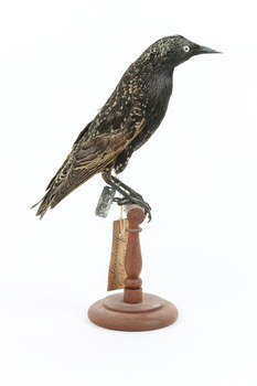 Common Starling standing on a wooden mount. 