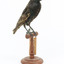 Common Starling standing on a wooden mount facing forward. 