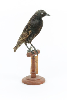 Common Starling standing on a wooden mount facing forward. 