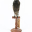 Common Starling standing on a wooden mount facing forward. 