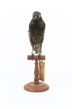 Common Starling standing on a wooden mount facing forward. 