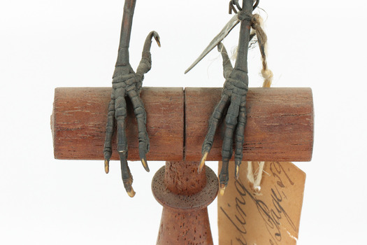 Common Starling standing on a wooden mount facing forward, close-up of the feet.