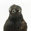 Common Starling standing on a wooden mount facing forward, close-up of the face. 