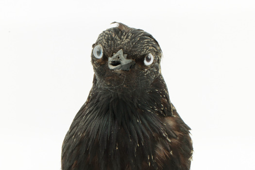Common Starling standing on a wooden mount facing forward, close-up of the face. 
