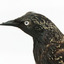 Common Starling standing on a wooden mount, close-up of the face. 