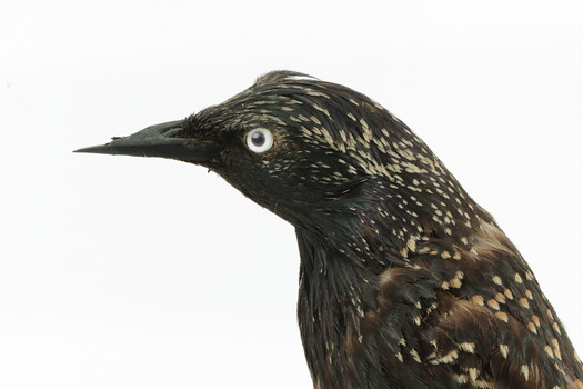Common Starling standing on a wooden mount, close-up of the face. 
