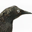 Common Starling standing on a wooden mount, close-up of the face. 