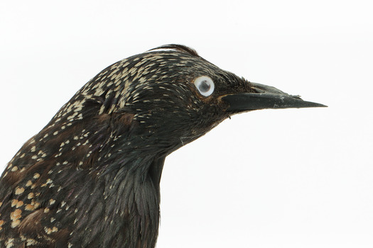 Common Starling standing on a wooden mount, close-up of the face. 