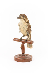 Grey Butcherbird standing on a wooden perch facing forward