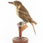 Grey Butcherbird standing on a wooden perch facing the viewer's left