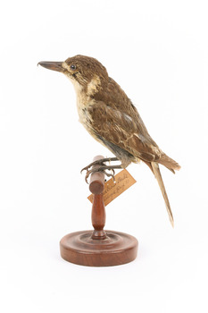 Grey Butcherbird standing on a wooden perch facing the viewer's left