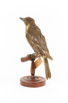 Grey Butcherbird standing on a wooden perch facing towards the back