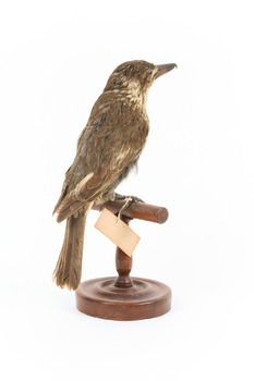 Grey Butcherbird standing on a wooden perch facing towards the back